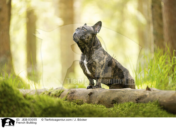 French Bulldog / JEB-03055