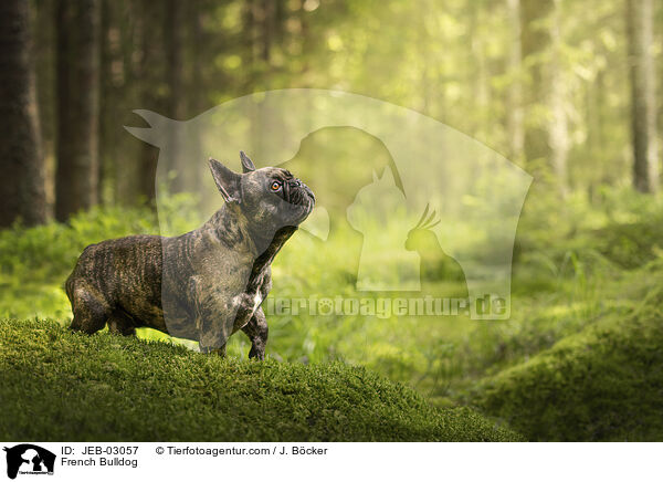French Bulldog / JEB-03057