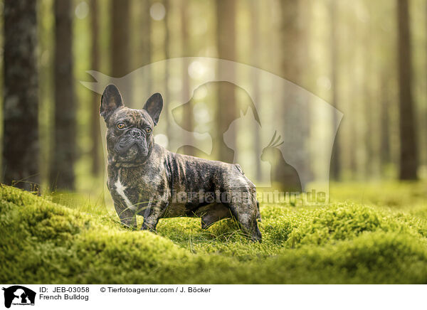 French Bulldog / JEB-03058