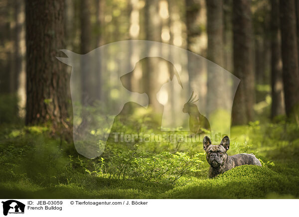French Bulldog / JEB-03059