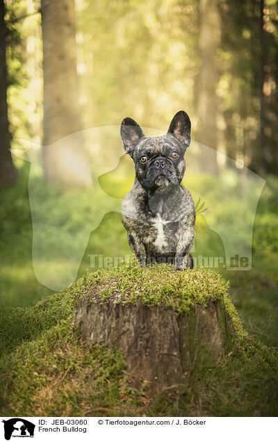 French Bulldog / JEB-03060