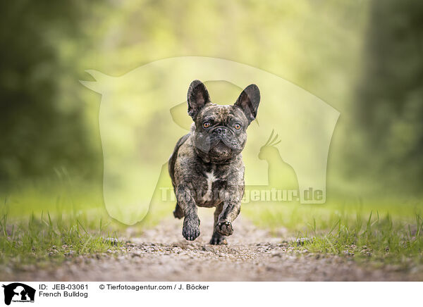 French Bulldog / JEB-03061