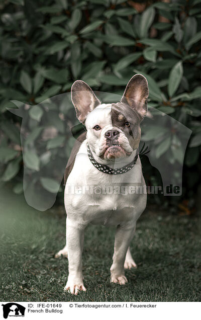 French Bulldog / IFE-01649