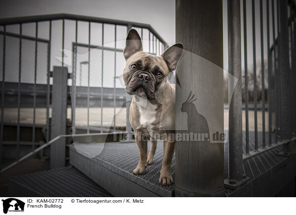 French Bulldog / KAM-02772