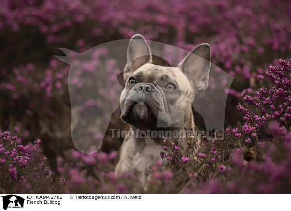 Franzsische Bulldogge / French Bulldog / KAM-02782