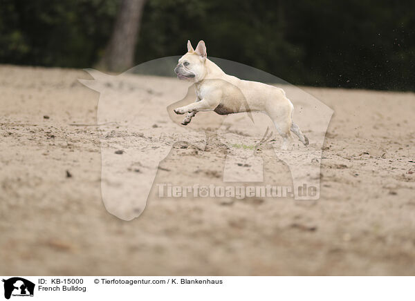 French Bulldog / KB-15000