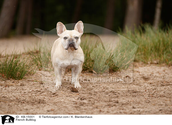 French Bulldog / KB-15001