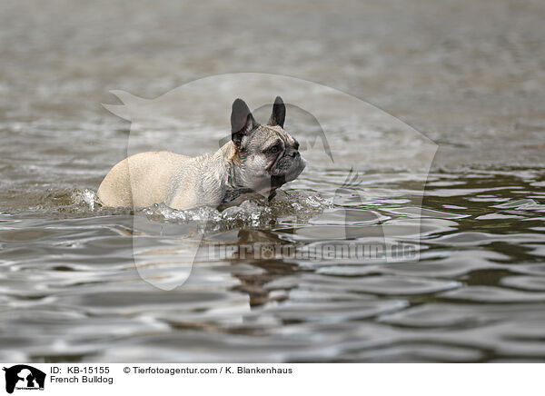 French Bulldog / KB-15155
