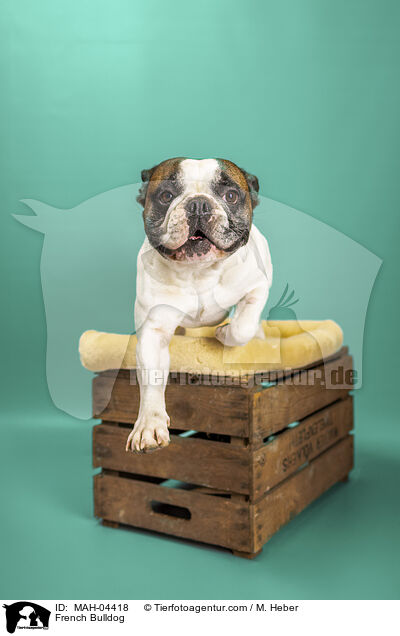 Franzsische Bulldogge / French Bulldog / MAH-04418