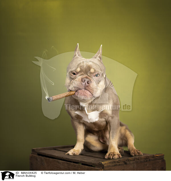 Franzsische Bulldogge / French Bulldog / MAH-04425