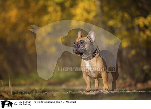 French Bulldog / UM-02982