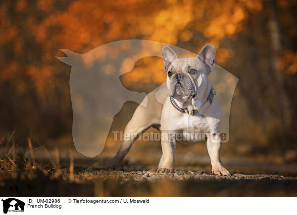 French Bulldog / UM-02986