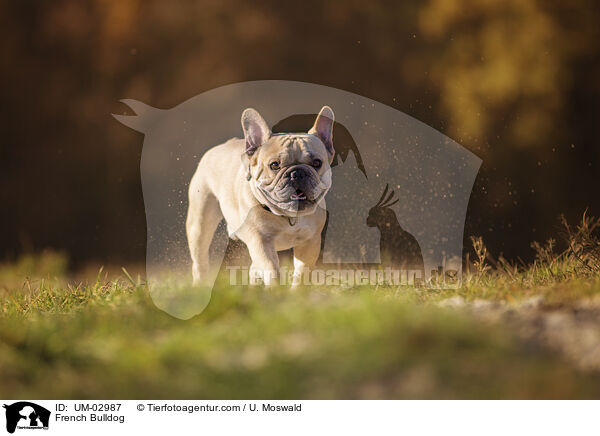 French Bulldog / UM-02987