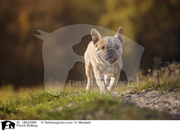 French Bulldog / UM-02989