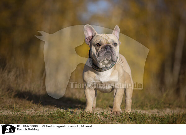 French Bulldog / UM-02990