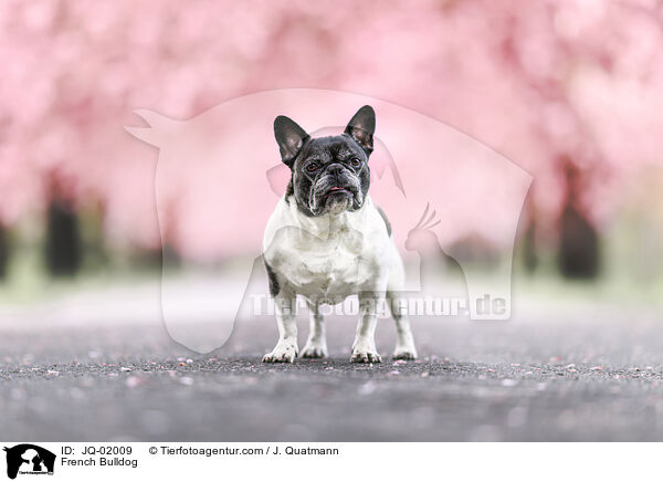 French Bulldog / JQ-02009