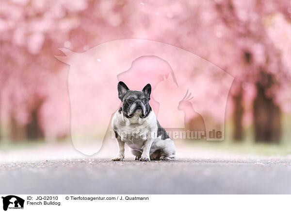 French Bulldog / JQ-02010