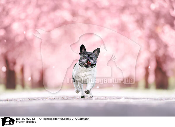 French Bulldog / JQ-02012