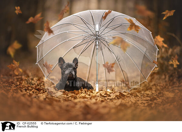 Franzsische Bulldogge / French Bulldog / CF-02555