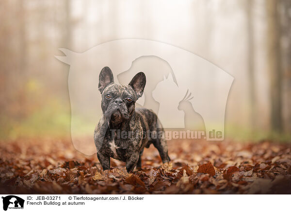 French Bulldog at autumn / JEB-03271