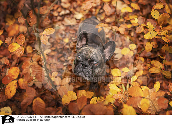French Bulldog at autumn / JEB-03274