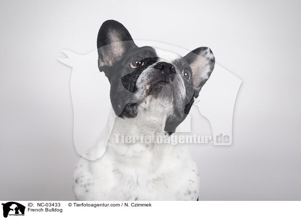 Franzsische Bulldogge / French Bulldog / NC-03433