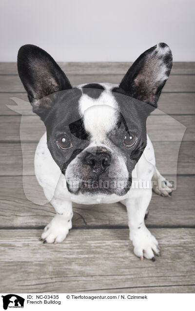 French Bulldog / NC-03435