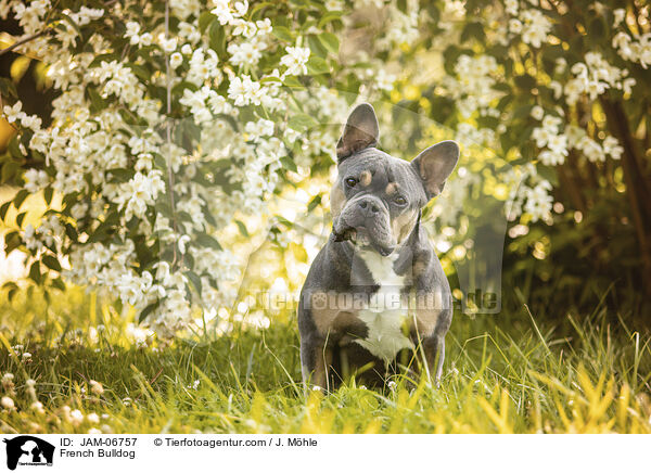Franzsische Bulldogge / French Bulldog / JAM-06757