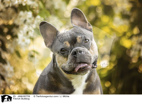 Franzsische Bulldogge / French Bulldog / JAM-06759