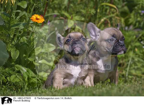 Franzsische Bulldogge / French Bulldog / HBO-07605