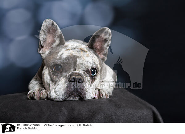 Franzsische Bulldogge / French Bulldog / HBO-07666