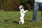 jumping french bulldog