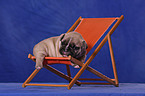 French Bulldog Puppy