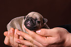 French Bulldog Puppy
