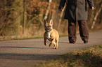 French Bulldog