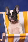 French Bulldog puppy