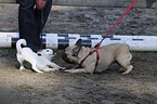 2 dogs