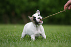 French Bulldog Puppy