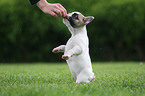 French Bulldog Puppy