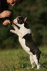 French Bulldog shows trick
