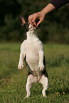 French Bulldog shows trick