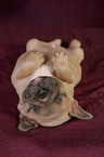 French Bulldog Puppy