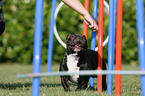 French Bulldog at agility