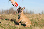 French Bulldog