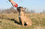 French Bulldog