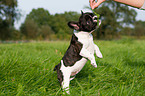 French Bulldog Puppy