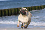 running French Bulldog