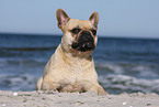 lying French Bulldog