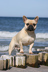 standing French Bulldog
