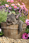 Puppy and frog